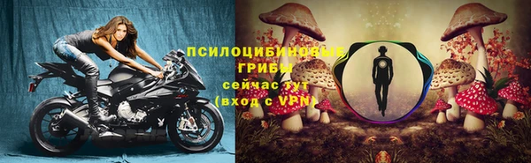 шишки Арсеньев